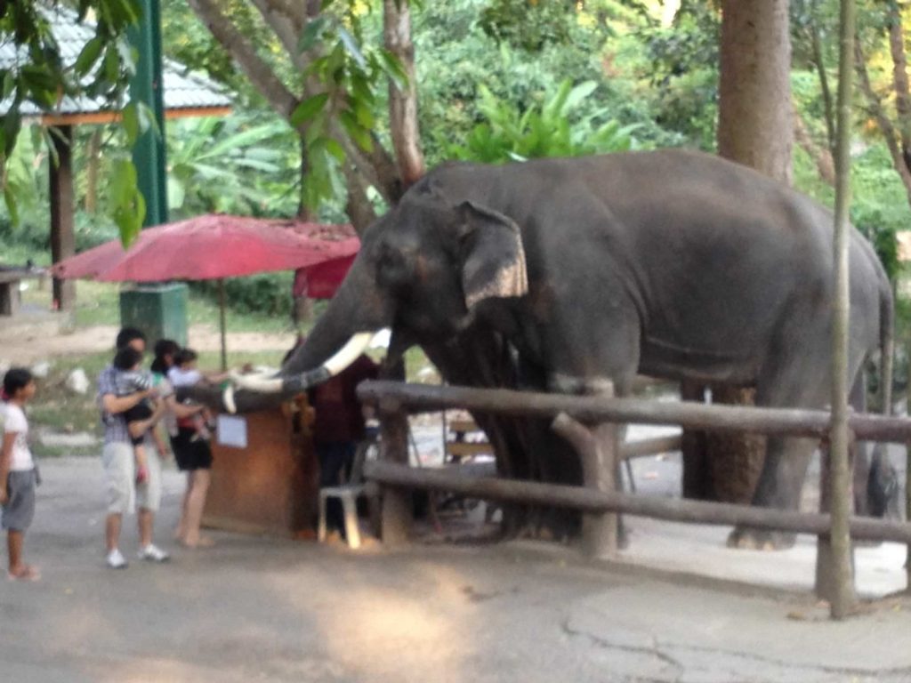 Chiang Mai trip, チェンマイ旅行, Thailand,akihikogoto.com, Chiang Mai Zoo,　チェンマイ動物園