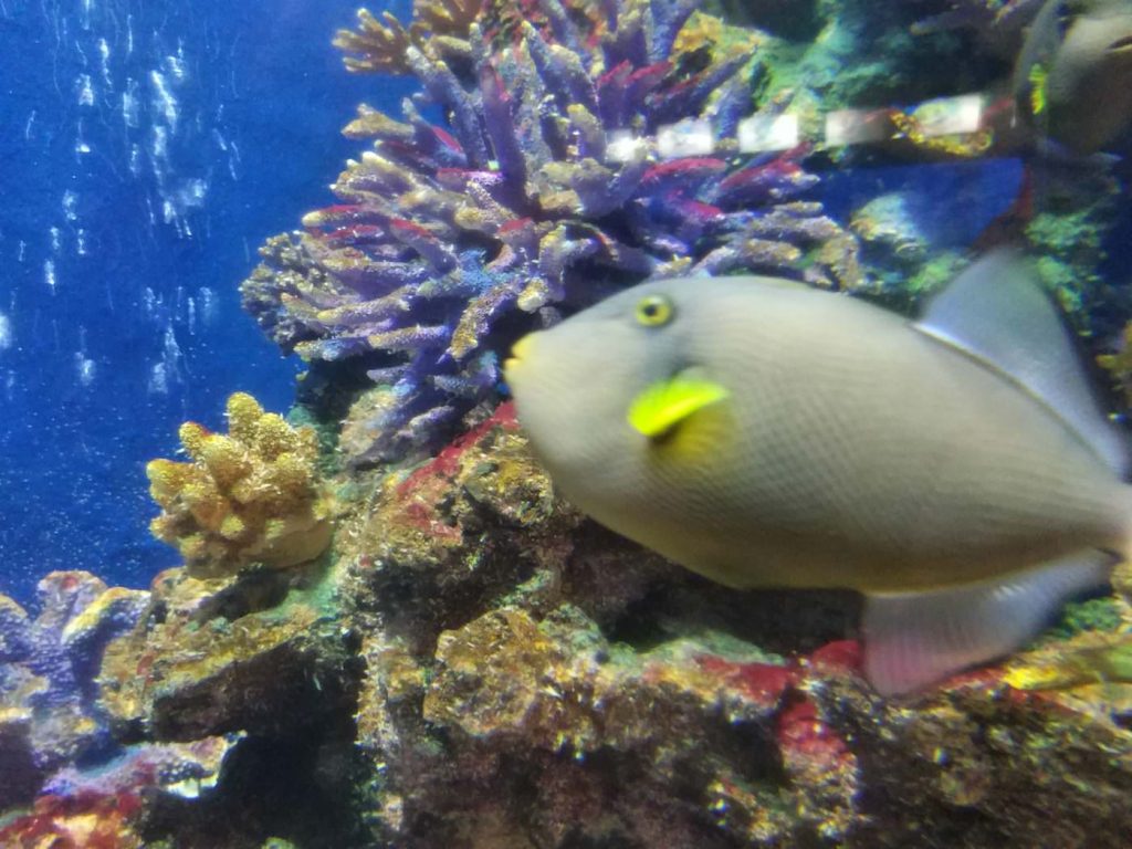 Photo Aquarium in Rayong Thailand 2017 (ラヨーン水族館), travel,akihikogoto.com