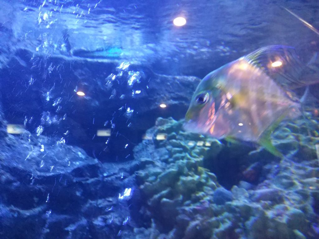 Photo Aquarium in Rayong Thailand 2017 (ラヨーン水族館), travel,akihikogoto.com