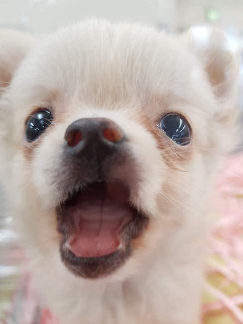 super cute dogs akihikogoto.com