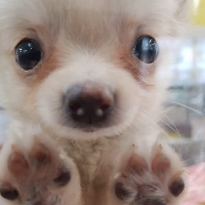 super cute dogs akihikogoto.com
