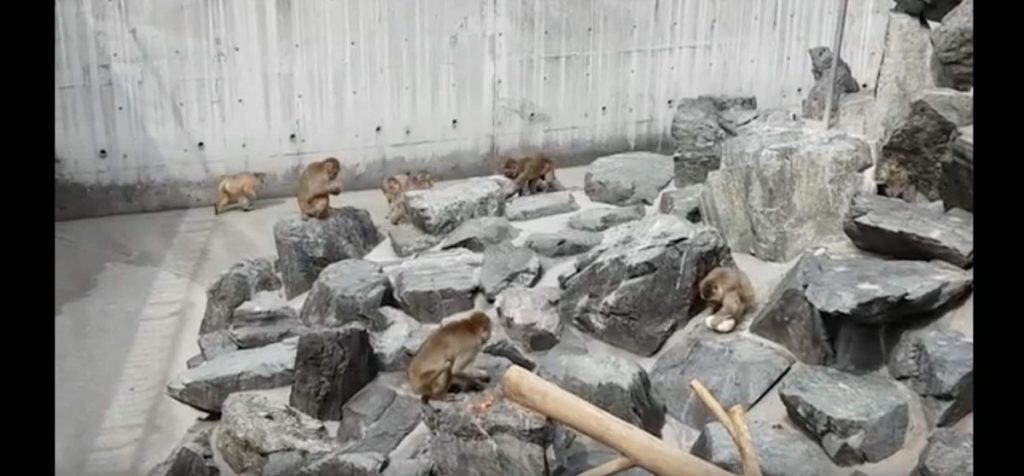 5SEC 299 (Iida Zoo,飯田動物園,Nagano, Japan, August 2018）