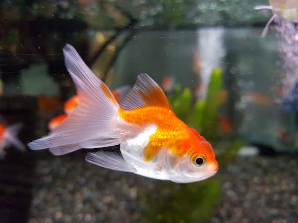 Golden fish (金魚), akihikogoto.com