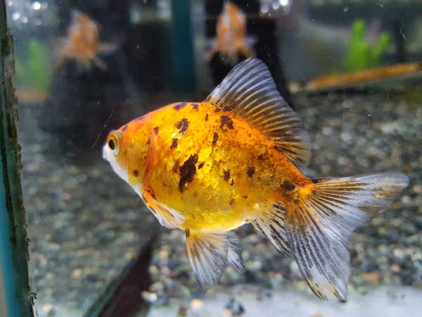 Golden fish (金魚), akihikogoto.com